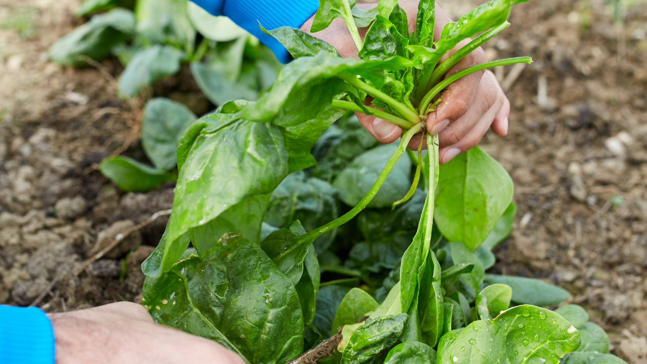 How to grow spinach at home faster than you think: Simple step-by-step guide for beginners
