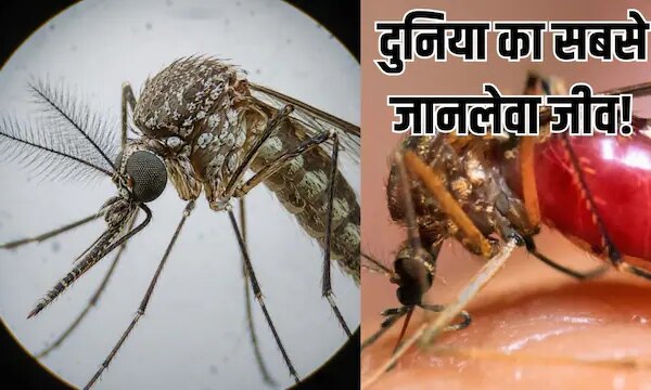 Tips To get rid of mosquito| worlds deadliest animal: मच्छर भगाने के असरदार उपाय