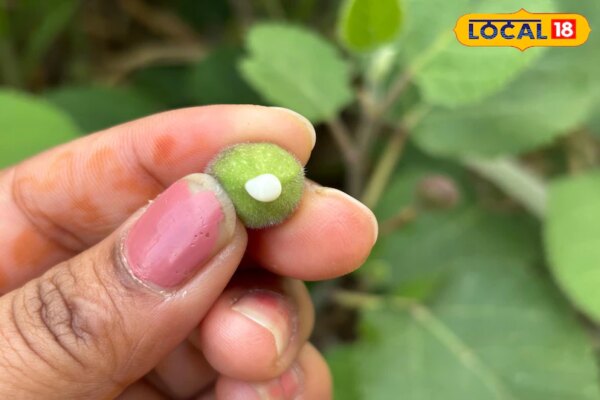 बेडू सिर्फ फल नहीं! पहाड़ों में इसे मानते हैं देसी दवा, मस्सों से लेकर पेट तक की परेशानी में करता है असर
