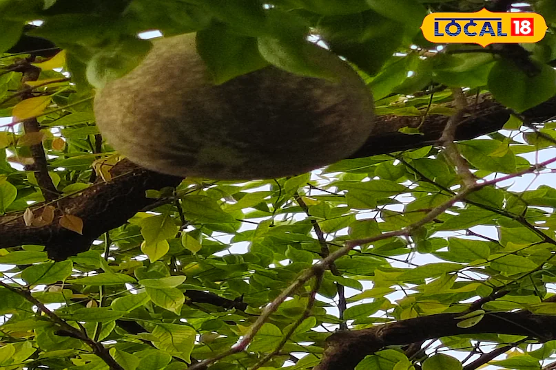 Bael Fruit Benefits: ना दवा, ना टेंशन! बेल का ये देसी नुस्खा रखेगा आपको हेल्दी, मिलेंगे जबरदस्त फायदे