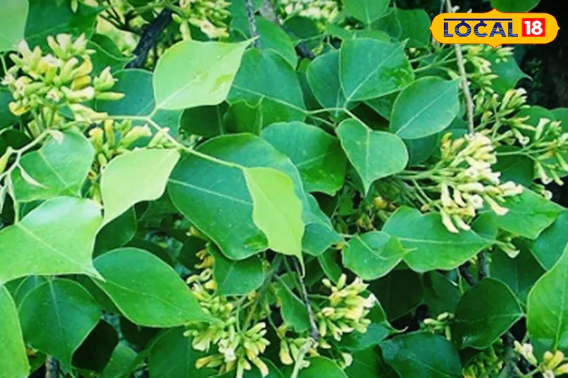 भूल जाएंगे ग्लूकोज और नींबू पानी… सिर्फ चबा लें इस पेड़ की दो पत्तियां; गर्मी में बॉडी रहेगी अंदर से बर्फ की तरह ठंडी!