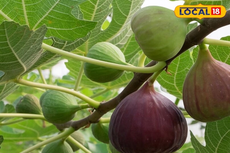 Health Tips: कभी बीमार नहीं होंगे! गर्मियों में सुबह दो बार खाएं यह खास फल, थकान और कमजोरी होगी तेजी से दूर