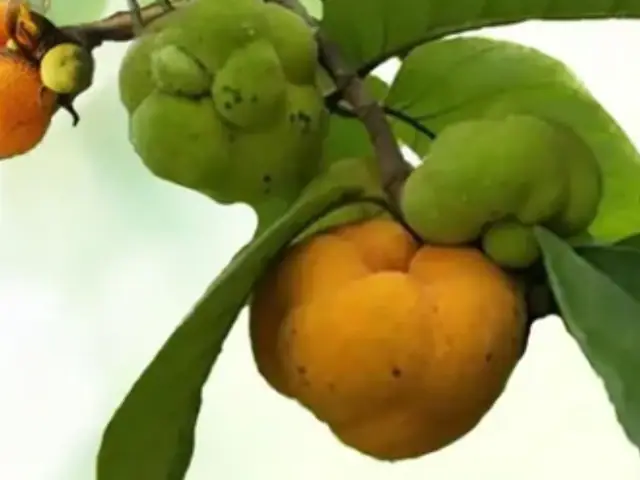 गर्मी में पेट, स्किन और बालों की हर परेशानी का देसी इलाज है बड़हर, जानें जबरदस्त फायदे
