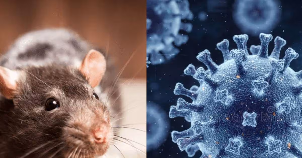 hantavirus organ failure| hantavirus symptoms| हंतावायरस से किडनी फेल का खतरा, डब्ल्यूएचओ ने जारी अलर्ट